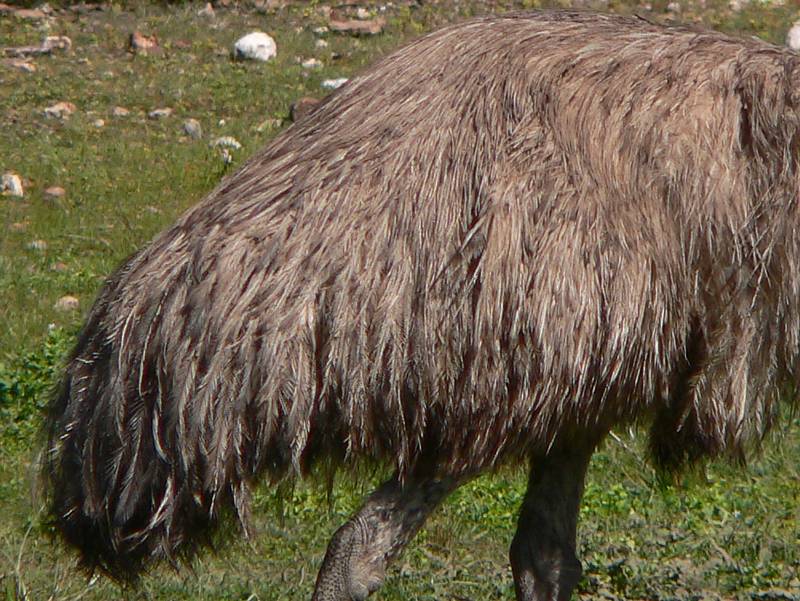 Ian Fraser, talking naturally: Musing on Emus